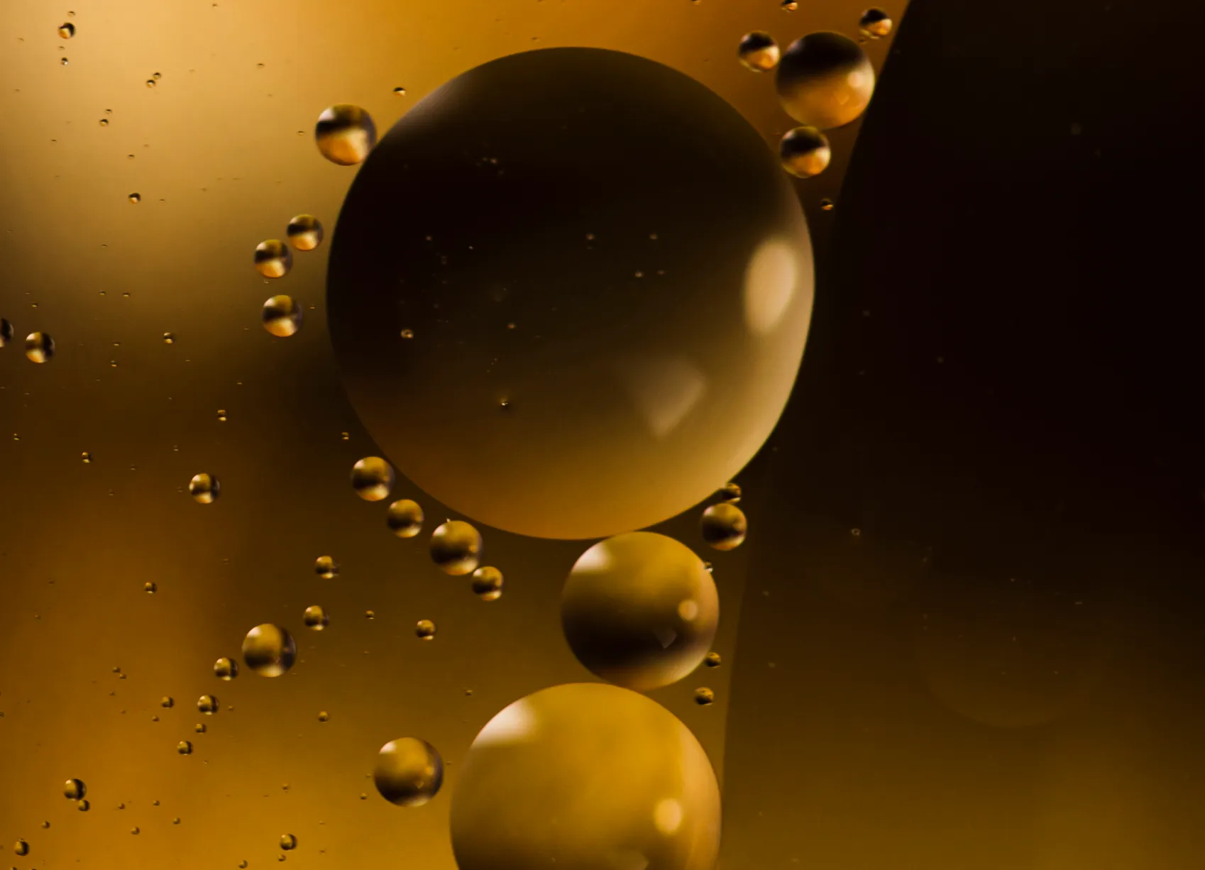 aceites y productos oleaginosos